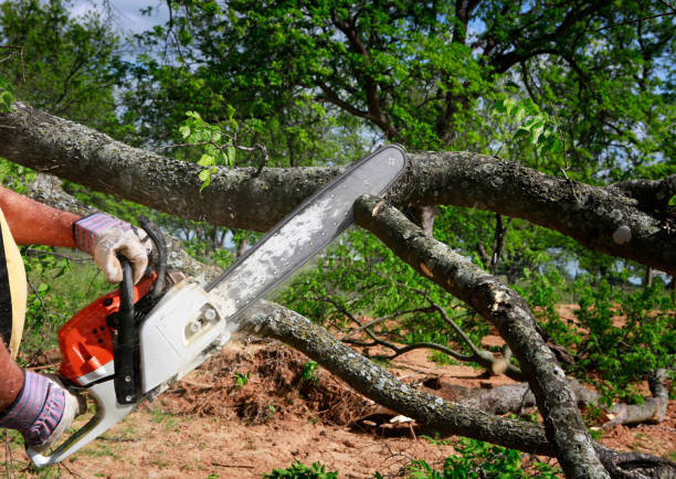 Hedwig Village, TX Tree Services Company